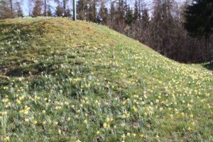 Blumenwiese