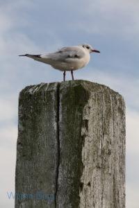 Möwe an der Nordsee