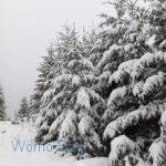 Verschneiter Wald am weissen Stein