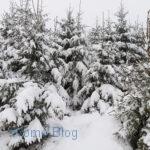 Verschneiter Wald am weissen Stein