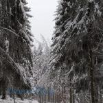 Verschneiter Wald am weissen Stein