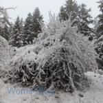 Verschneiter Wald am Weissen Stein